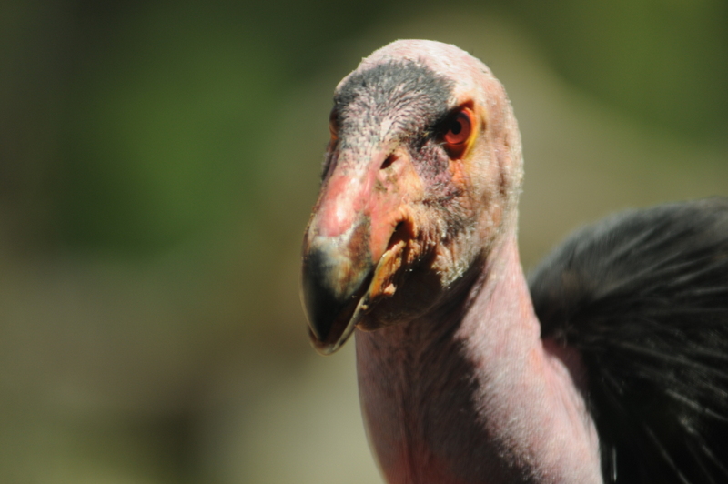 San Diego Zoo California Condor