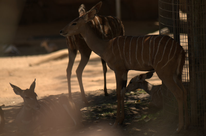 San Diego Zoo 9