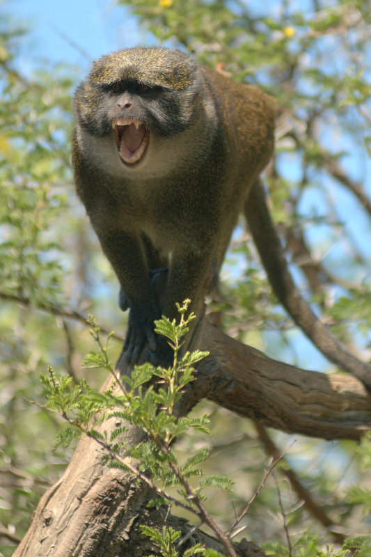 San Diego Zoo